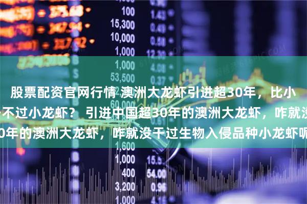 股票配资官网行情 澳洲大龙虾引进超30年，比小龙虾出肉超6倍，为何干不过小龙虾？ 引进中国超30年的澳洲大龙虾，咋就没干过生物入侵品种小龙虾呢？